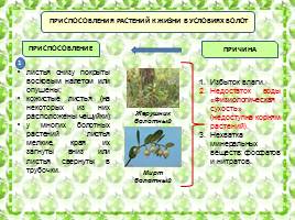 Характеристика болотных экосистем России, слайд 8