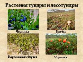 Природно-территориальные комплексы Западно-Сибирской равнины, слайд 6