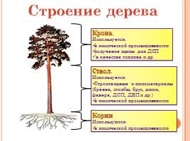 Породы древесины - Строение и свойства основных пород, слайд 10