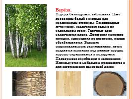 Породы древесины - Строение и свойства основных пород, слайд 3