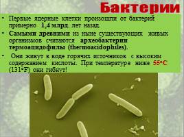Бактерии: строение и жизнедеятельность, слайд 11