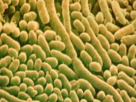 Бактерии: строение и жизнедеятельность, слайд 2