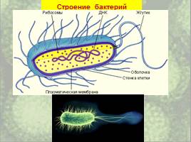 Бактерии: строение и жизнедеятельность, слайд 20