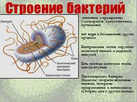 Бактерии: строение и жизнедеятельность, слайд 23