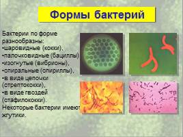 Бактерии: строение и жизнедеятельность, слайд 27