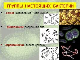 Бактерии: строение и жизнедеятельность, слайд 29
