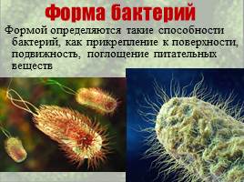 Бактерии: строение и жизнедеятельность, слайд 32