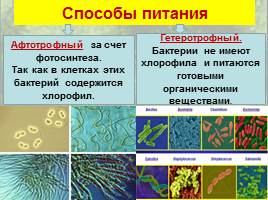 Бактерии: строение и жизнедеятельность, слайд 33