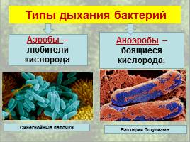 Бактерии: строение и жизнедеятельность, слайд 34