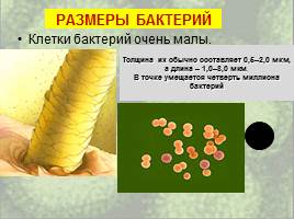 Бактерии: строение и жизнедеятельность, слайд 36