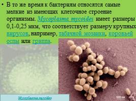 Бактерии: строение и жизнедеятельность, слайд 41