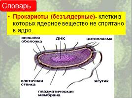 Бактерии: строение и жизнедеятельность, слайд 6