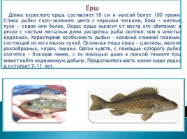 Речные рыбы, слайд 3