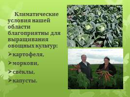 Растениеводство в Кузбассе, слайд 3