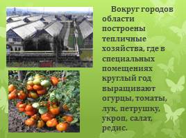 Растениеводство в Кузбассе, слайд 4