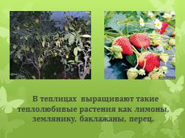 Растениеводство в Кузбассе, слайд 5