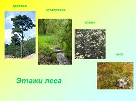 Жизнь леса, слайд 3