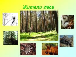 Жизнь леса, слайд 6