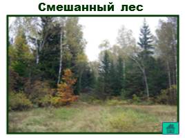 Леса России, слайд 20