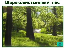 Леса России, слайд 21