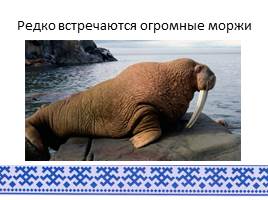Животный мир арктического побережья ЯНАО, слайд 10