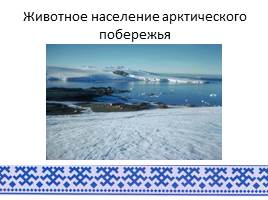 Животный мир арктического побережья ЯНАО, слайд 4