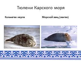 Животный мир арктического побережья ЯНАО, слайд 7