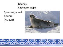 Животный мир арктического побережья ЯНАО, слайд 8