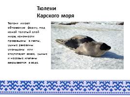 Животный мир арктического побережья ЯНАО, слайд 9