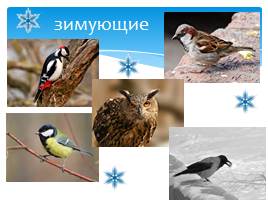 Где зимуют птицы?, слайд 8