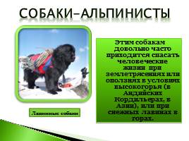 Собака - помощник человека, слайд 18