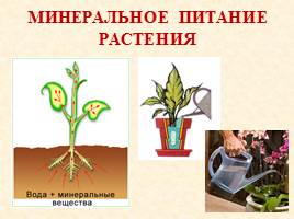 Питание растений, слайд 20