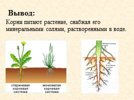 Питание растений, слайд 22