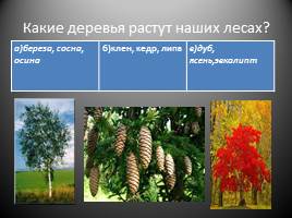 Викторина «Природа нашего края» Ульяновская область, слайд 2
