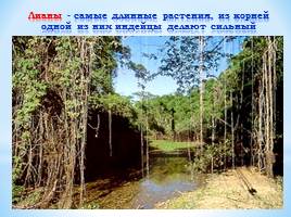 Экваториальные леса Южной Америки, слайд 10