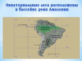 Экваториальные леса Южной Америки, слайд 3