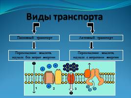 Химический состав, строение и функции клеточных мембран - Транспорт веществ через мембрану, слайд 5