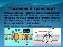 Химический состав, строение и функции клеточных мембран - Транспорт веществ через мембрану, слайд 8