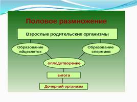 Обобщение по теме «Индивидуальное развитие организмов – онтогенез», слайд 11