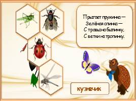 Кто такие насекомые?, слайд 11