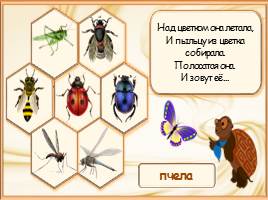 Кто такие насекомые?, слайд 8