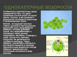Клетка водоросли, слайд 2