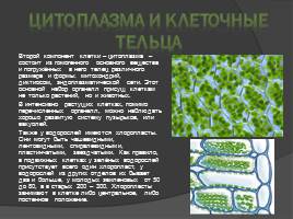 Клетка водоросли, слайд 8