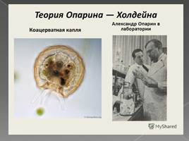 Биохимическая эволюция, слайд 18