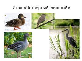 Перелетные птицы, слайд 25