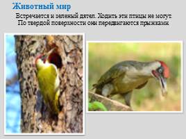 Национальный парк "Самарская Лука", слайд 12
