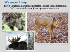 Национальный парк "Самарская Лука", слайд 8