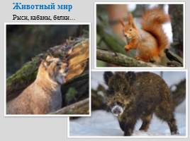 Национальный парк "Самарская Лука", слайд 9