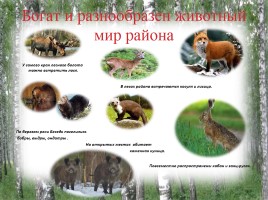 Исследование природных зон Красногорского района Брянской области, слайд 5