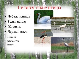 Исследование природных зон Красногорского района Брянской области, слайд 6